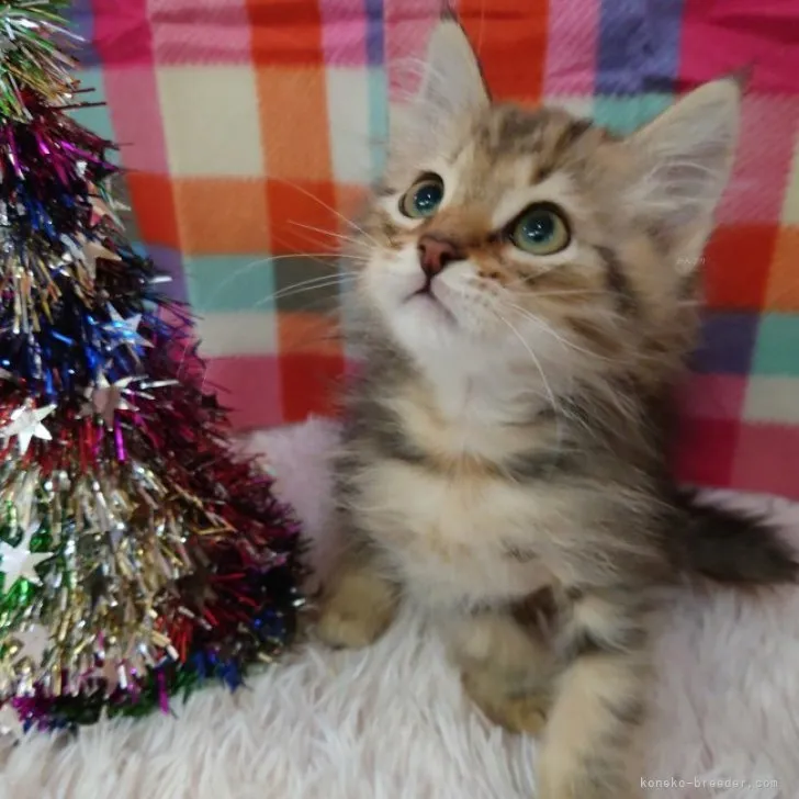 ID:2312-00142の子猫