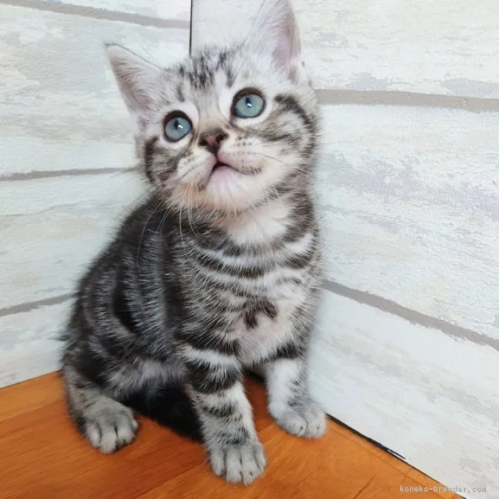 アメリカンショートヘア【大阪府・男の子・2023年4月8日・シルバークラッシックタビー】の写真1「5/25撮影」