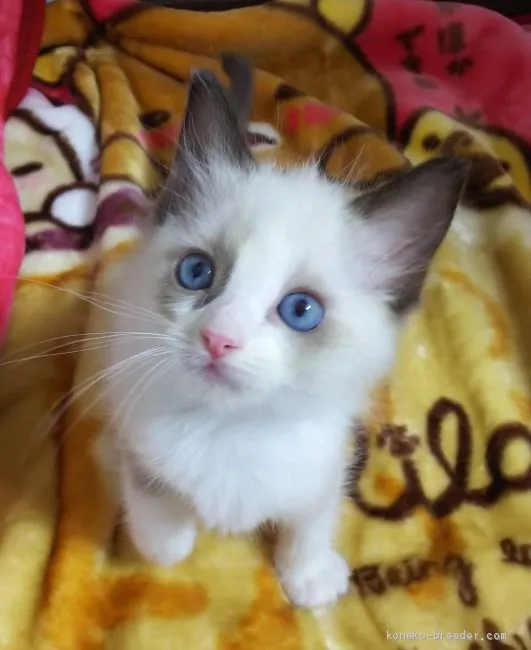 アキ 様のお迎えした子猫