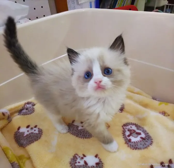 ID:2012-00380の子猫