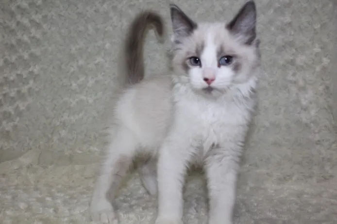 ID：1401-00202の子猫