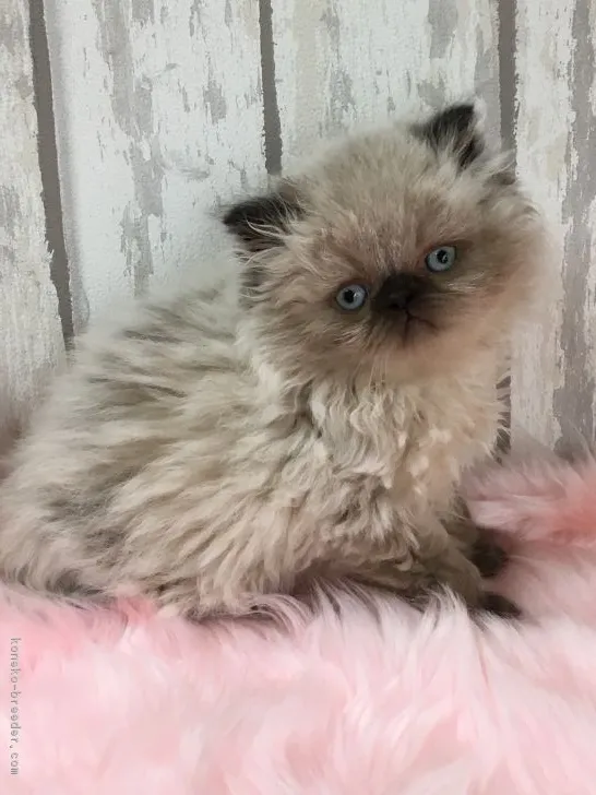 ID:1704-00303の子猫