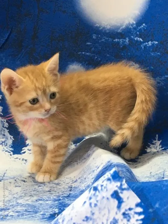 ID:1703-00466の子猫