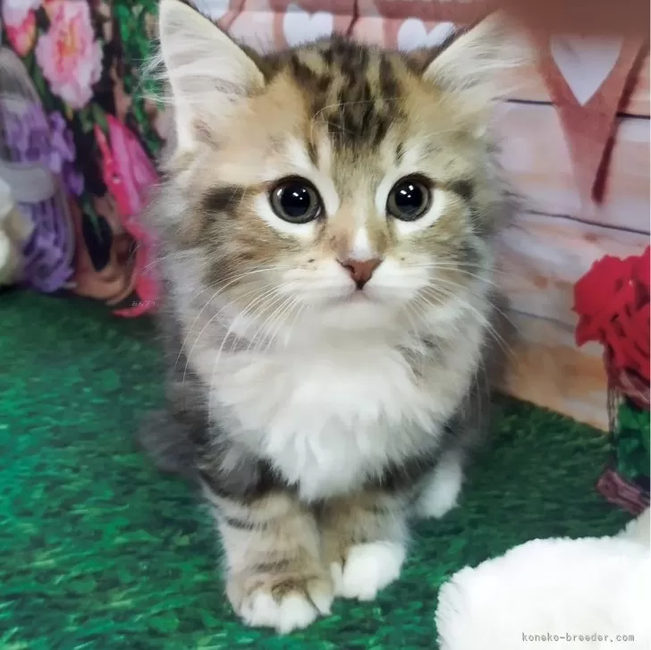 ID：2401-02609の子猫