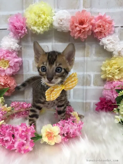 ID：1706-00830の子猫