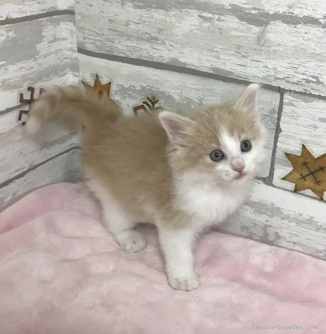 ID:1901-00550の子猫
