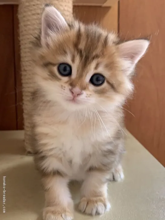 デラ 様のお迎えした子猫