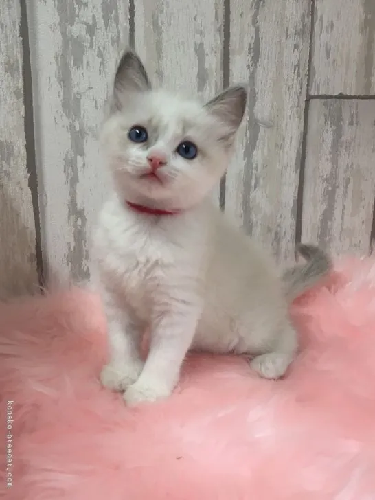 ID:1704-00922の子猫