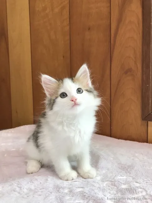 K.N 様のお迎えした子猫