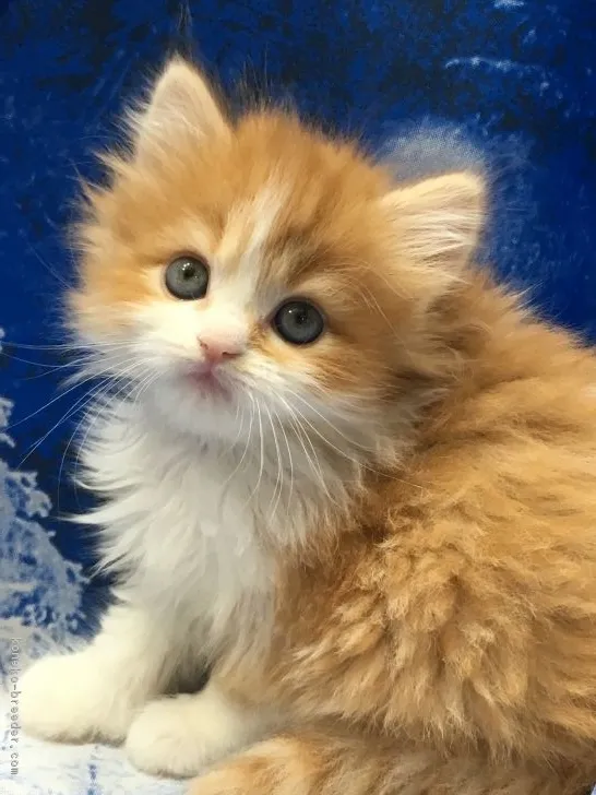 ふみとルルのお父ちゃん 様のお迎えした子猫