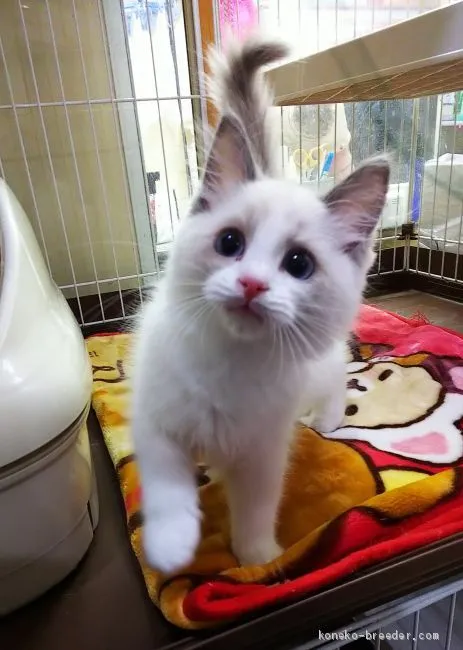 ID：2012-00856の子猫