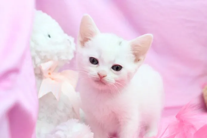 ID：1205-00021の子猫