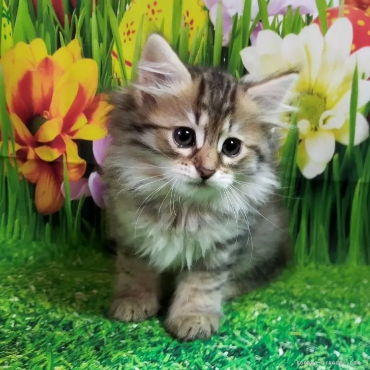 H.K 様のお迎えした子猫