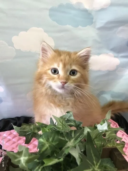 久遠 様のお迎えした子猫