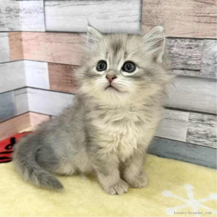 Y.S 様のお迎えした子猫
