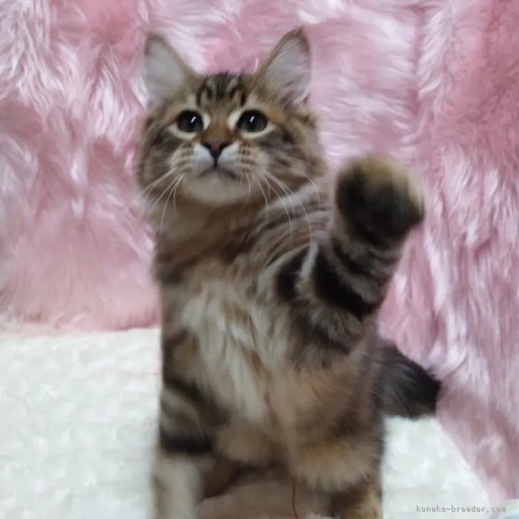 ID：2307-02545の子猫