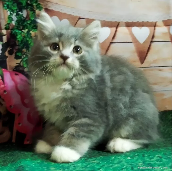 cheer 様のお迎えした子猫