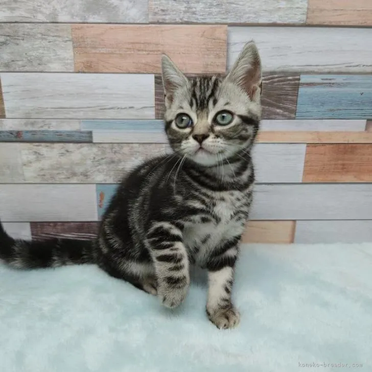 ID:2205-03359の子猫