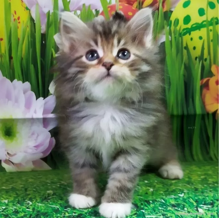 ID:2403-00421の子猫