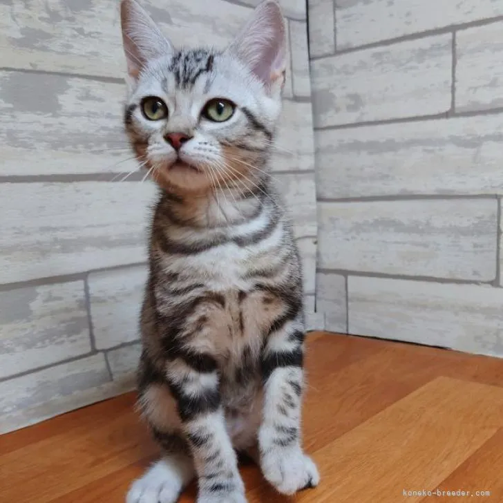 ID:2206-02998の子猫