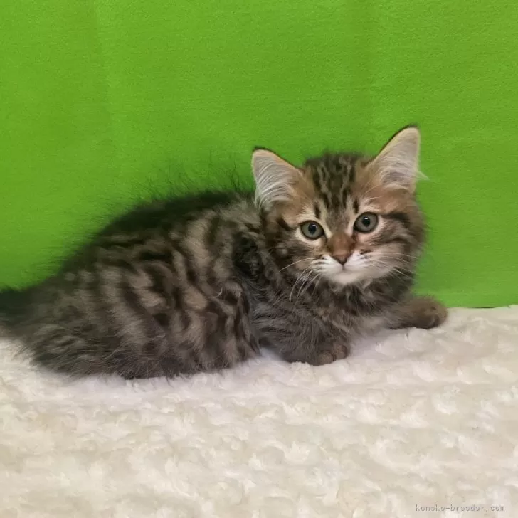 S.T 様のお迎えした子猫
