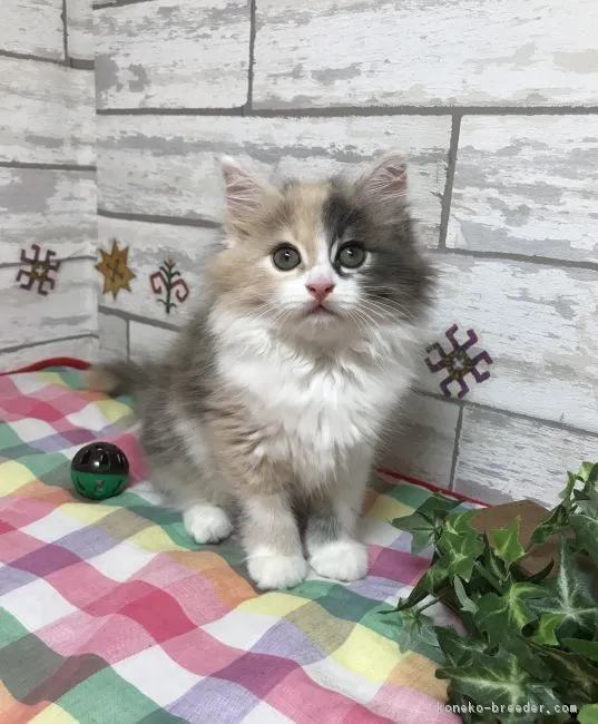 ID：1807-01031の子猫