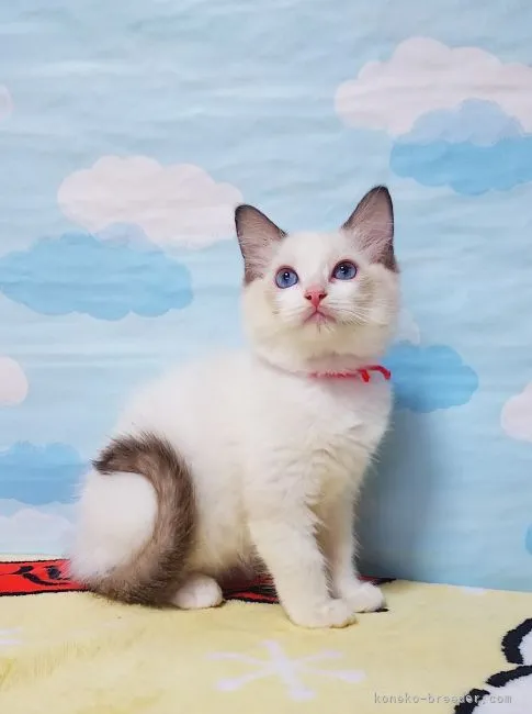 ID:2109-00561の子猫