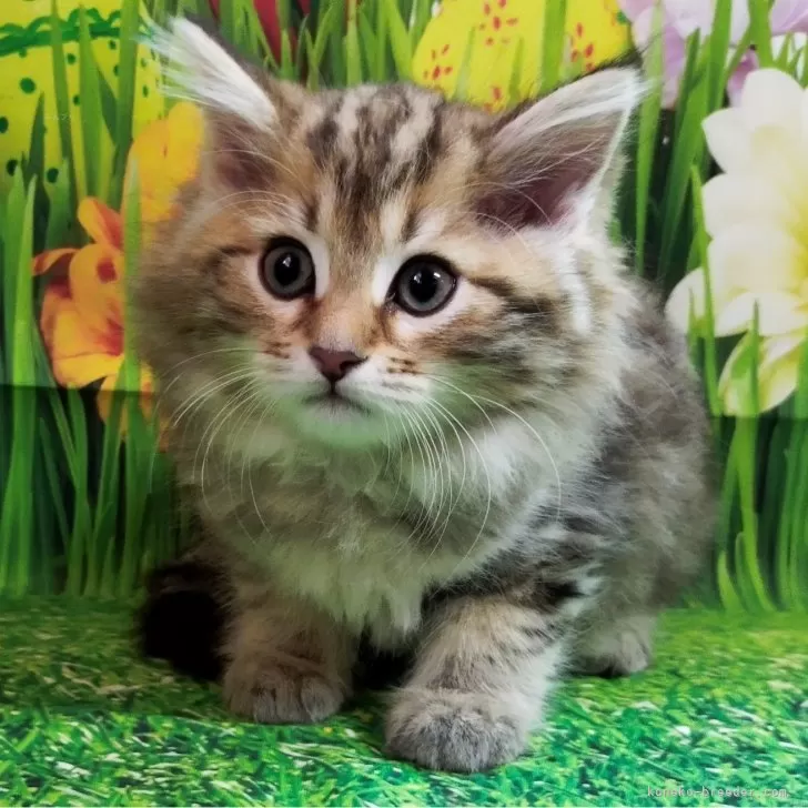 ろこ 様のお迎えした子猫