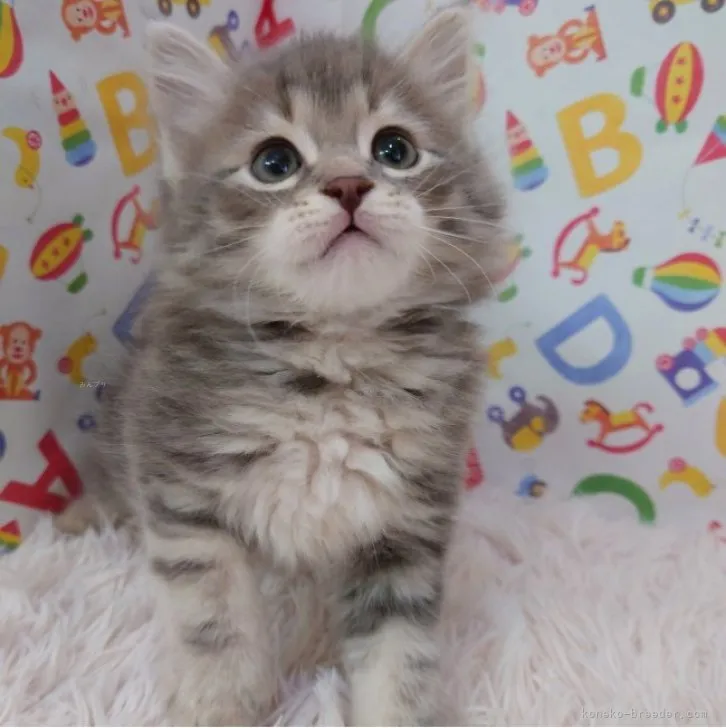 ID:2310-02920の子猫