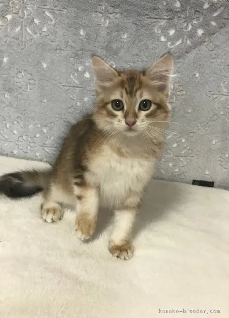 T.F 様のお迎えした子猫