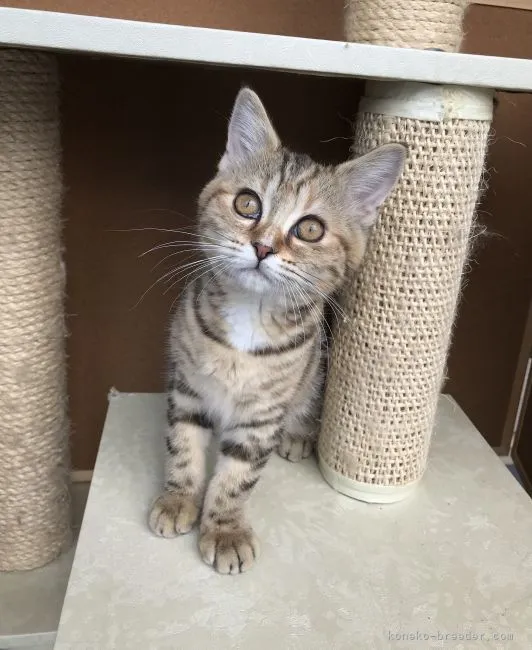 ID:2106-00419の子猫