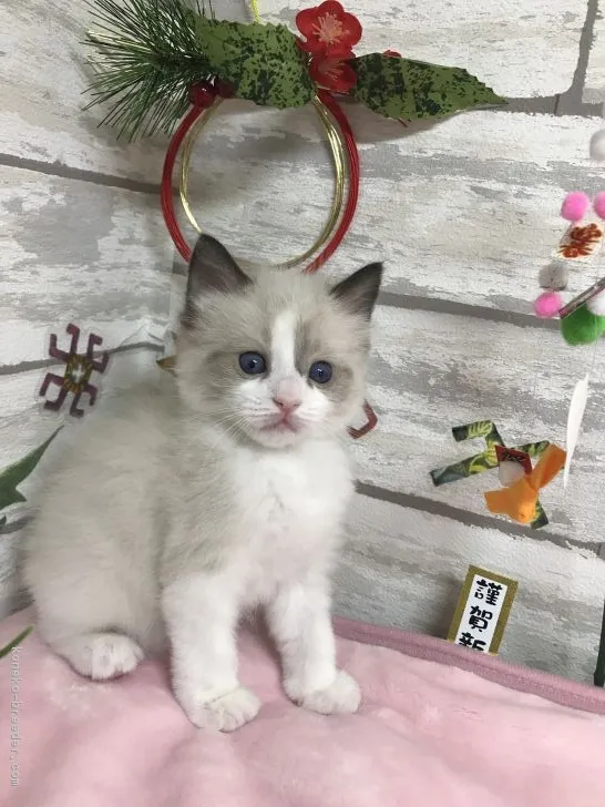 ID：1712-01106の子猫