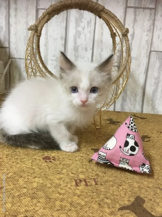 ID:1611-00855の子猫