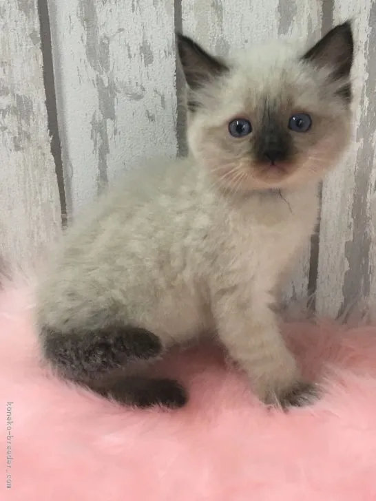 ID:1704-00890の子猫