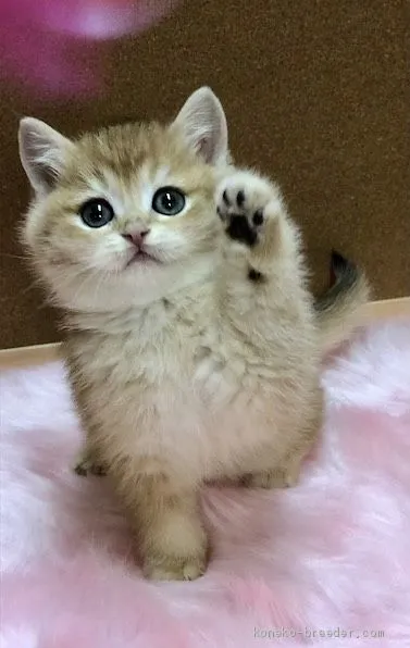 ID：2012-01267の子猫