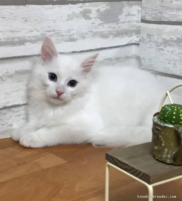 うっちー 様のお迎えした子猫