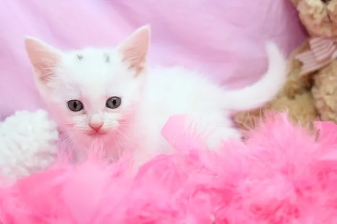 ID：1205-00020の子猫