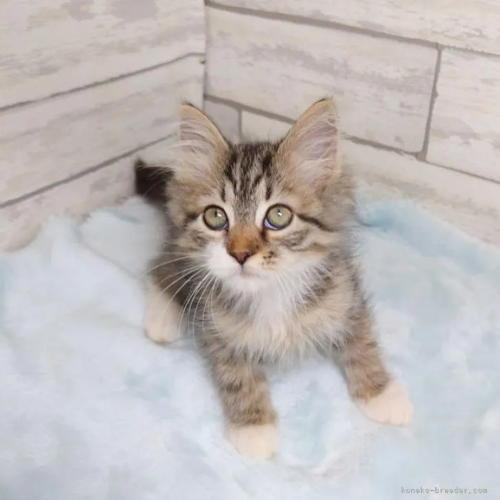 ID：2209-00418の子猫