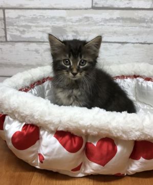 サイベリアン【大阪府・男の子・2017年8月23日・ブラウンマッカレルタビー】の写真「イケメンくん❤️」