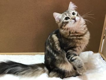 サイベリアン【大阪府・男の子・2021年10月28日・ブラウンクラッシックタビー】の写真「甘えん坊王子様」