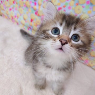サイベリアン【大阪府・男の子・2023年6月21日・ブラウンマッカレルタビー】の写真「ふわモコイケメンくん♥」