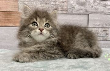 サイベリアン【大阪府・女の子・2022年3月16日・ブルーマッカレルタビー】の写真「フワフワお姫様♥」