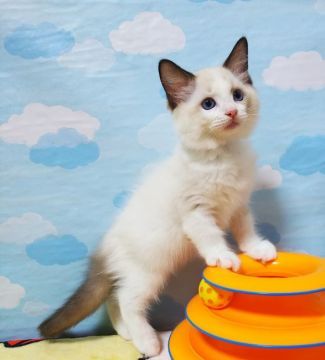 ラグドール【大阪府・男の子・2021年7月20日・シールポイントバイカラー】の写真「かわいい王子様」