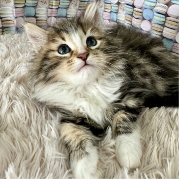 サイベリアン【大阪府・男の子・2024年7月14日・ブラウンクラッシックタビー&ホワイト】の写真「イケメンくん👑」