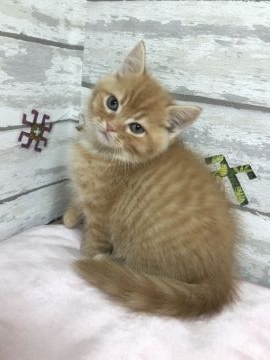 スコティッシュストレート【大阪府・男の子・2017年10月24日・レッドマッカレルタビー（ショートヘア）】の写真「父TICACH 丸顔のイケメン君」