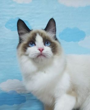 ラグドール【大阪府・女の子・2021年7月20日・シールポイントバイカラー】の写真「美人さん💕」