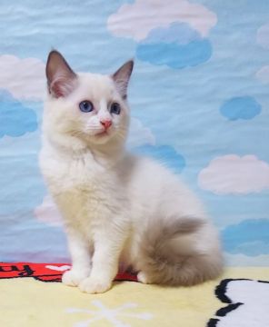 ラグドール【大阪府・女の子・2021年6月26日・ブルーポイントバイカラー】の写真「気品のあるラグちゃん」