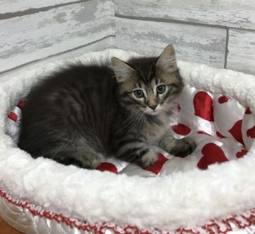 サイベリアン【大阪府・男の子・2017年9月7日・ブラウンマッカレルタビー】の写真「とてもかわいい王子さま❤️」