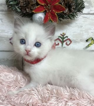 ラグドール【大阪府・男の子・2017年10月10日・ブルーポイントバイカラー】の写真「イケメン君です。 (リボン赤)」