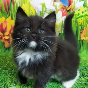 Mサイズ 植毛有り 黒猫ちゃん サンプルページ オーダー